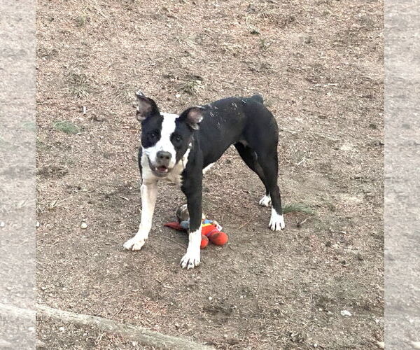 Medium Photo #5 Mutt Puppy For Sale in Rockville, MD, USA