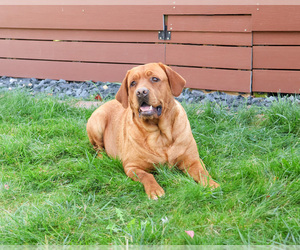 Mother of the Labrador Retriever puppies born on 03/30/2026