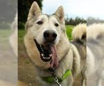 Small #3 Siberian Husky