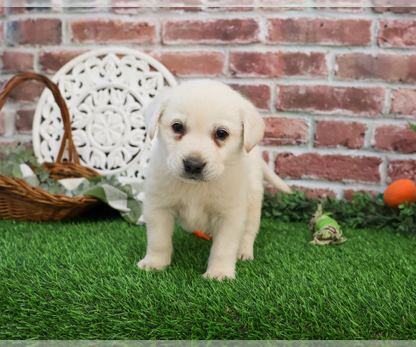 Medium Photo #4 Labrador Retriever Puppy For Sale in SYRACUSE, IN, USA