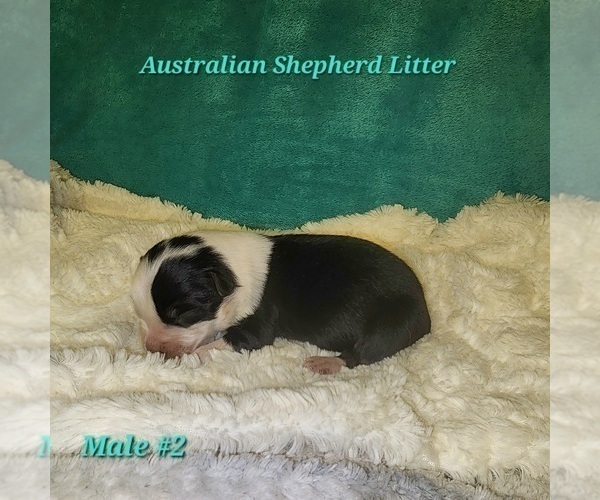 Medium Photo #6 Australian Shepherd Puppy For Sale in CROCKER, MO, USA