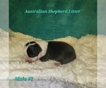 Small #5 Australian Shepherd
