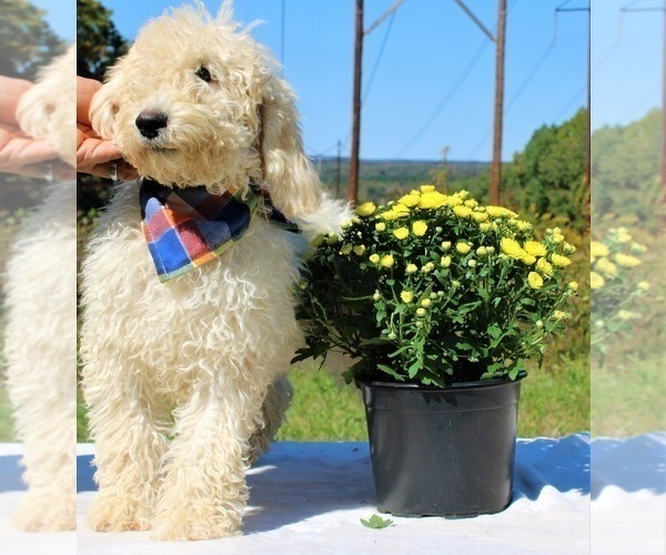 Medium Photo #3 Goldendoodle Puppy For Sale in TIMBERLAKE, NC, USA