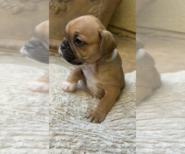 Medium Photo #9 American Bullnese-French Bulldog Mix Puppy For Sale in DISCOVERY BAY, CA, USA