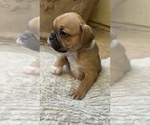 Small #7 American Bullnese-French Bulldog Mix