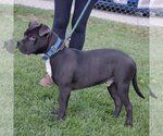 Small Photo #6 American Staffordshire Terrier-Boxer Mix Puppy For Sale in Huntley, IL, USA