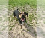 Small Black and Tan Coonhound