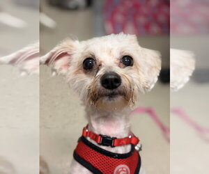 Maltese-Unknown Mix Dogs for adoption in Mundelein, IL, USA