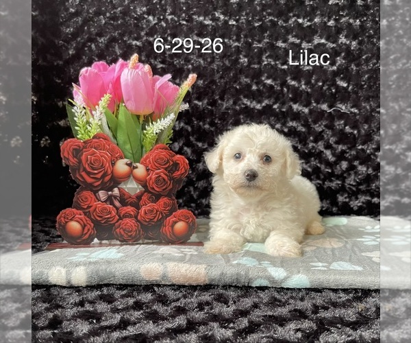 Medium Photo #1 Bichon Frise Puppy For Sale in MOUNT PLEASANT, MI, USA