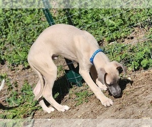 Whippet Puppy for sale in FORT WORTH, TX, USA