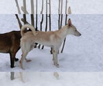 Small #29 Saluki-Whippet Mix