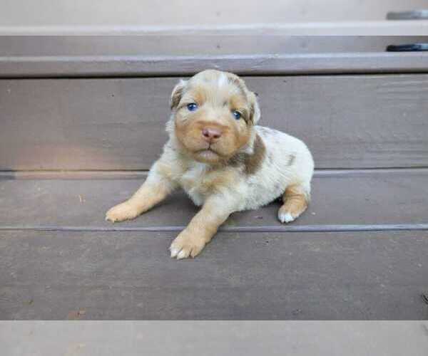 Medium Photo #66 Miniature Australian Shepherd Puppy For Sale in DAWSON, GA, USA