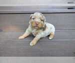 Small Photo #66 Miniature Australian Shepherd Puppy For Sale in DAWSON, GA, USA