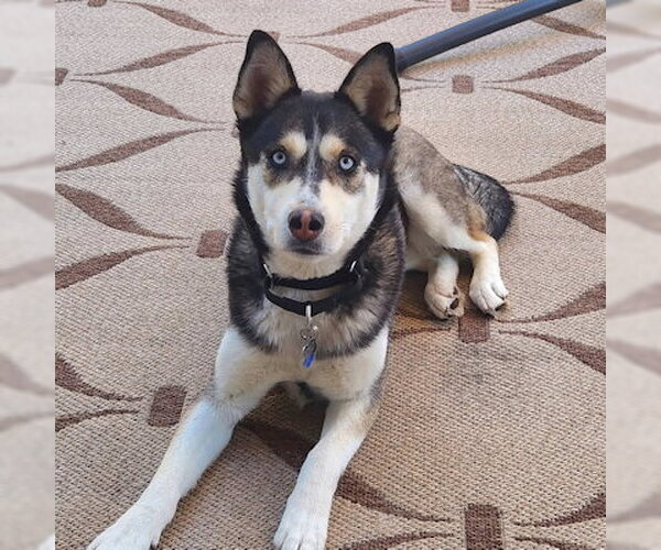 Medium Photo #2 Siberian Husky Puppy For Sale in Omaha, NE, USA