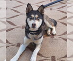 Small #1 Siberian Husky