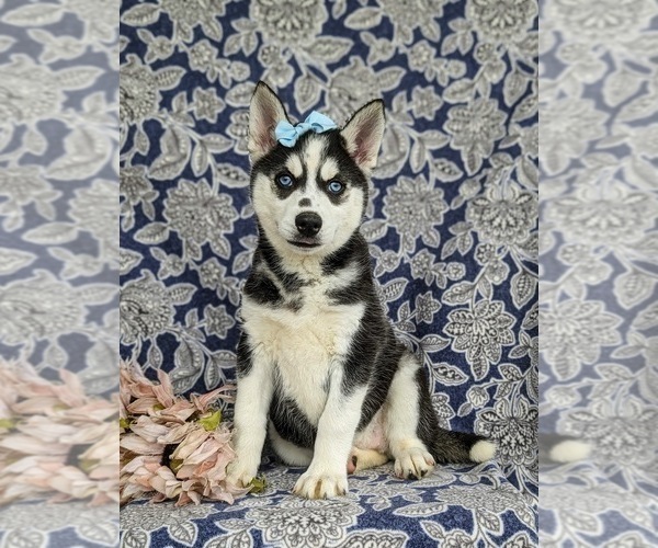 Medium Photo #1 Siberian Husky Puppy For Sale in EPHRATA, PA, USA