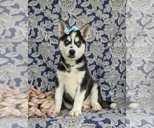 Siberian Husky Puppy for sale in EPHRATA, PA, USA