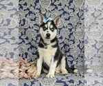 Small Photo #1 Siberian Husky Puppy For Sale in EPHRATA, PA, USA