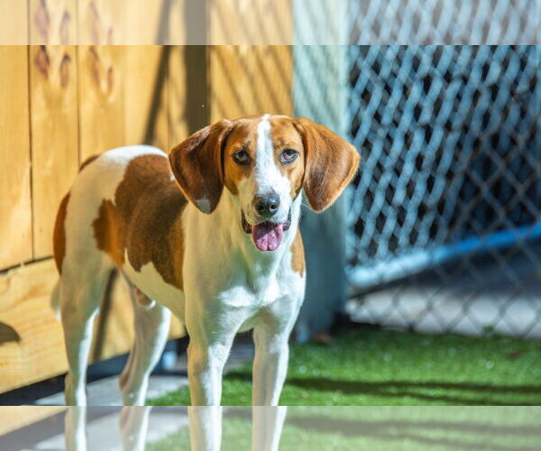 Medium Photo #2 Mutt Puppy For Sale in Hilton Head, SC, USA