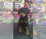 Image preview for Ad Listing. Nickname: Beau