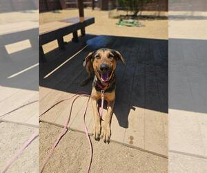 Doberman Pinscher-German Shepherd Dog Mix Dogs for adoption in Incline Village, NV, USA