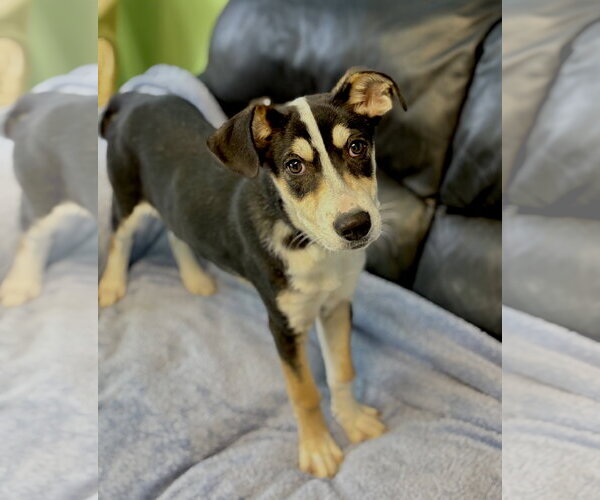 Medium Photo #1 Mutt Puppy For Sale in Spring Lake, NJ, USA