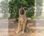 Small #5 German Shepherd Dog Mix