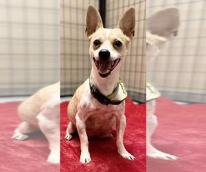 Chihuahua-Unknown Mix Dogs for adoption in Olalla, WA, USA