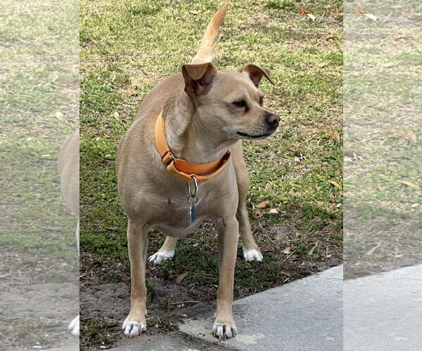 Medium Photo #2 Chihuahua-Unknown Mix Puppy For Sale in Royal Palm Beach, FL, USA