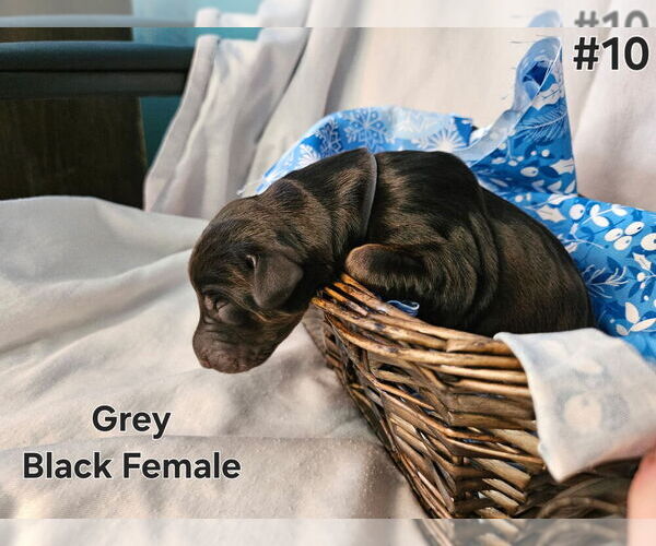 Medium Photo #1 Doberman Pinscher Puppy For Sale in CLINTON, OH, USA