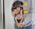 Small #3 Australian Shepherd Mix