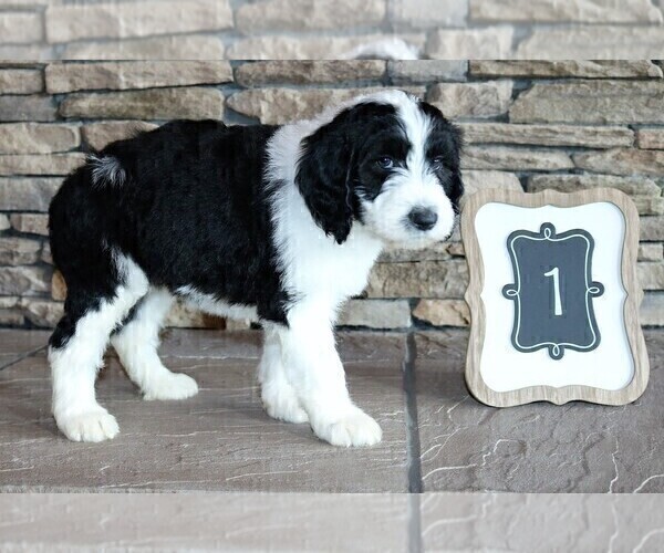 Medium Photo #20 Sheepadoodle Puppy For Sale in STANLEY, VA, USA
