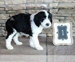 Small Photo #20 Sheepadoodle Puppy For Sale in STANLEY, VA, USA