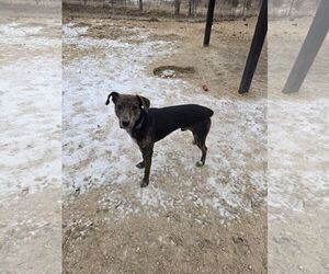 Mutt Dogs for adoption in Maquoketa, IA, USA
