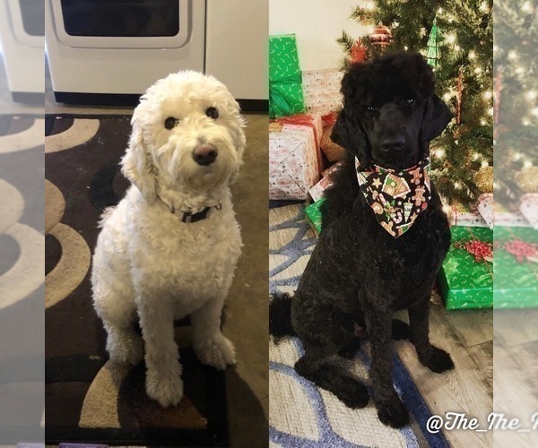 Medium Photo #2 Goldendoodle-Poodle (Standard) Mix Puppy For Sale in VACAVILLE, CA, USA
