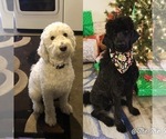 Small Photo #2 Goldendoodle-Poodle (Standard) Mix Puppy For Sale in VACAVILLE, CA, USA