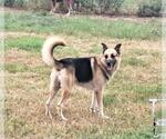 Small German Shepherd Dog Mix