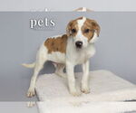 Small #1 Mutt