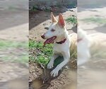 Small #4 Siberian Husky Mix