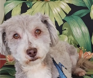 Havanese Puppy for sale in WINSTON SALEM, NC, USA