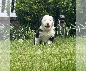 Old English Sheepdog Puppy for Sale in GEORGETOWN, Kentucky USA