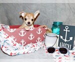 Puppy Ringo Chihuahua