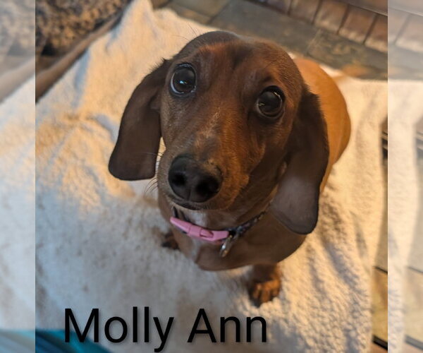 Medium Photo #2 Dachshund Puppy For Sale in Sioux Falls, SD, USA