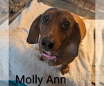 Small #1 Dachshund