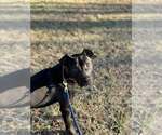 Small #8 Staffordshire Bull Terrier Mix