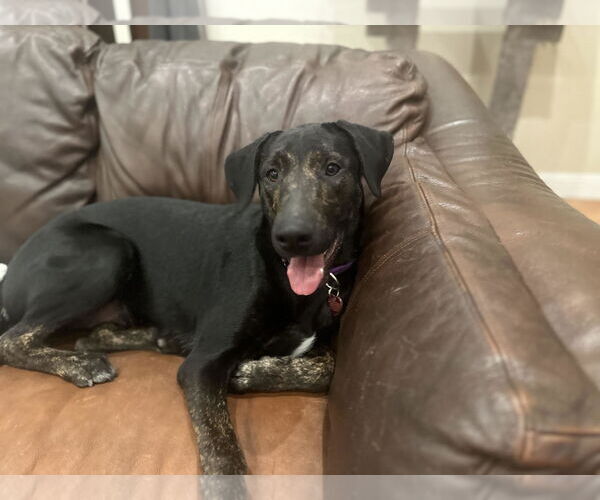 Medium Photo #4 Labrador Retriever-Unknown Mix Puppy For Sale in Clovis, CA, USA