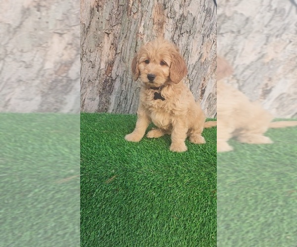 Medium Photo #3 Goldendoodle (Miniature) Puppy For Sale in INDIANAPOLIS, IN, USA