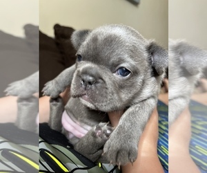 French Bulldog Puppy for sale in LITTLETON, CO, USA