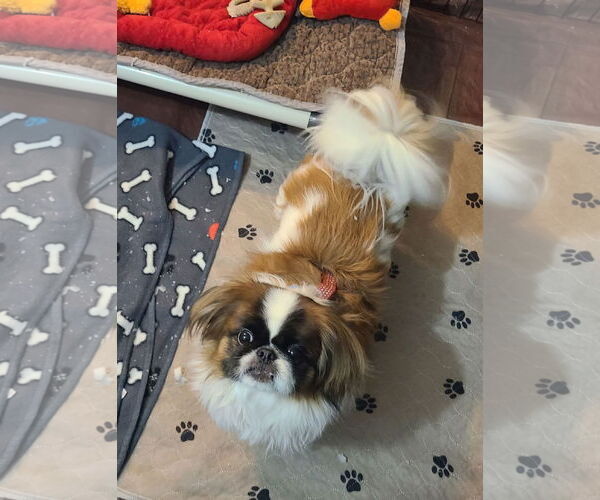 Medium Photo #2 Pekingese Puppy For Sale in FAIRLAWN, OH, USA