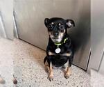 Small Chihuahua